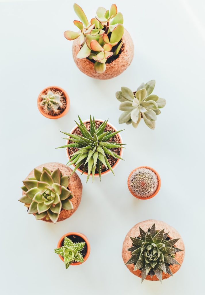 Cactus collection close-up used for CGS plant record storytelling