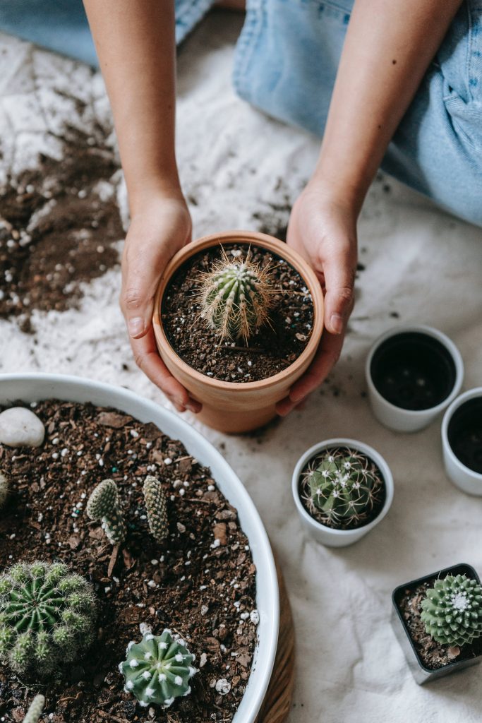 Succulent in a pot used for CGS pot and soil workflow storytelling