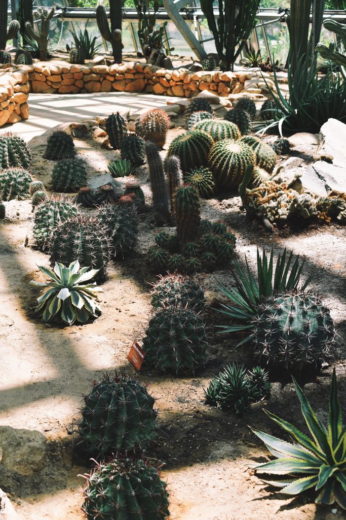 Cactus and succulent bench used for CGS seed, propagation, and Marketplace storytelling