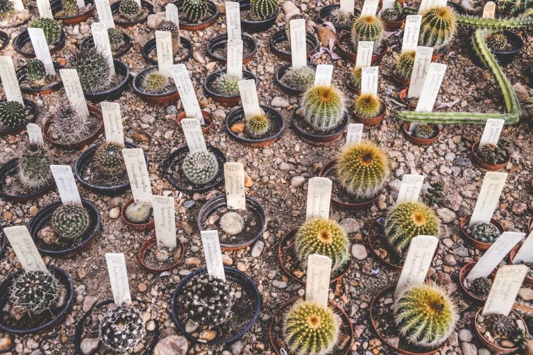 Cactus