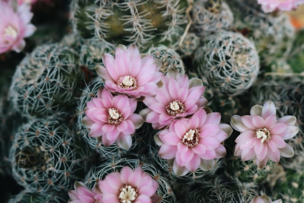 Cactus, gymnocalycium