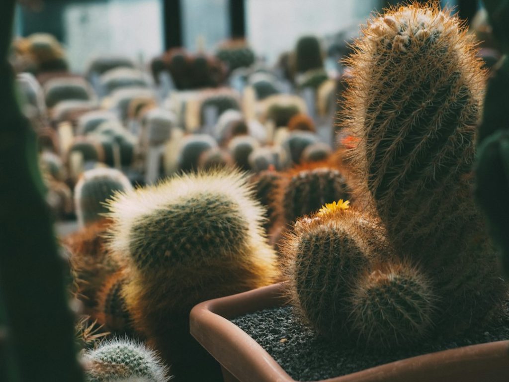 Cactus